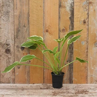 So Sweet Hosta Plant in 9cm pot
