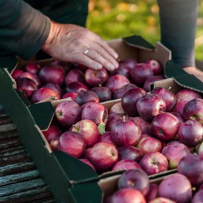 Ripe Spartan apples
