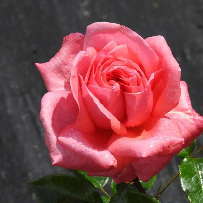 Special Anniversary Climbing Rose Flowers