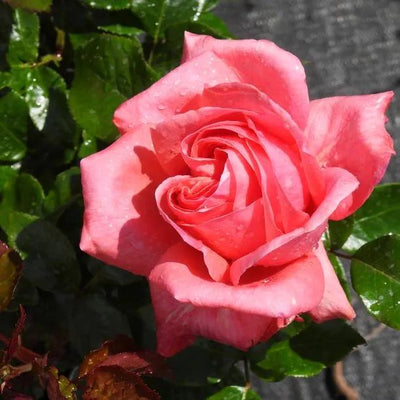 Special Anniversary Climbing Rose Flowers