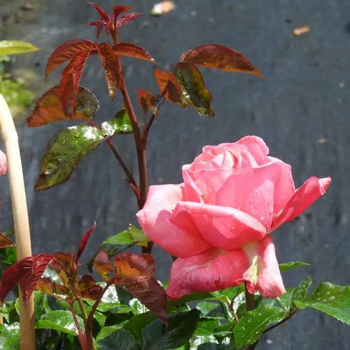 Special Anniversary Climbing Rose Flowers