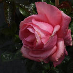 Special Anniversary Climbing Rose Flowers