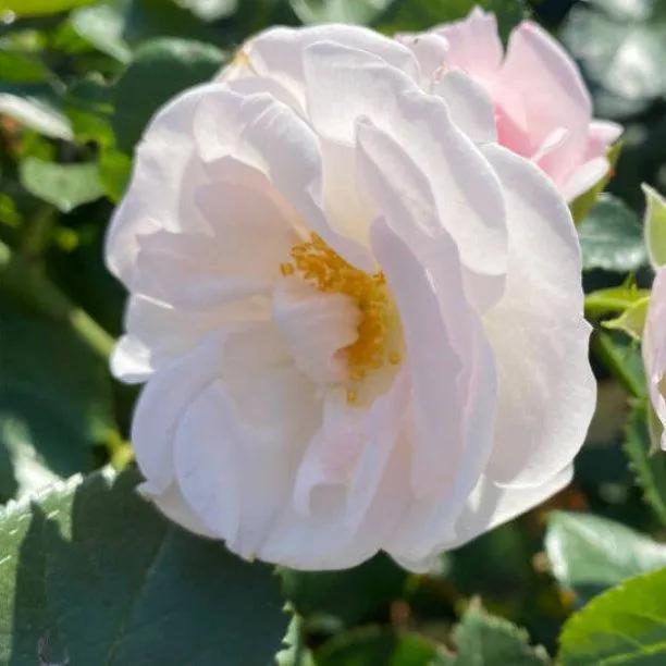 Special Child Rose – Soft Pink AGM Compact