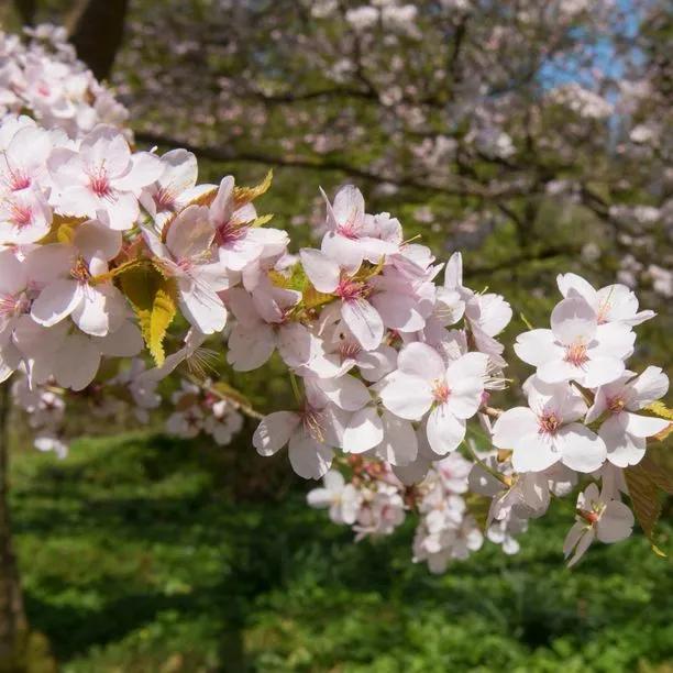 Spire Cherry Tree Flowers