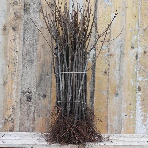 Bundle of Bareroot St Julien A Plum Rootstocks for any Prunus variety