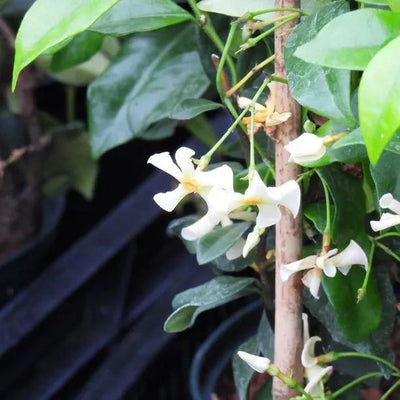 Star of Toscana Evergreen Jasmine Flowers