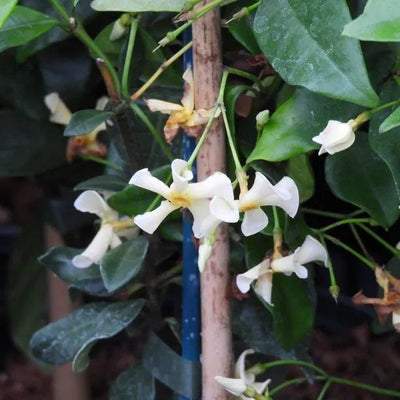 Star of Toscana Trachelospermum Flowers