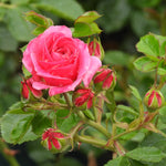 Pink rose with green leaves and buds on a blurred green background