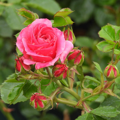 Pink rose with green leaves and buds on a blurred green background