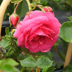 Close-up of a pink rose with water droplets on its petals, surrounded by green leaves.