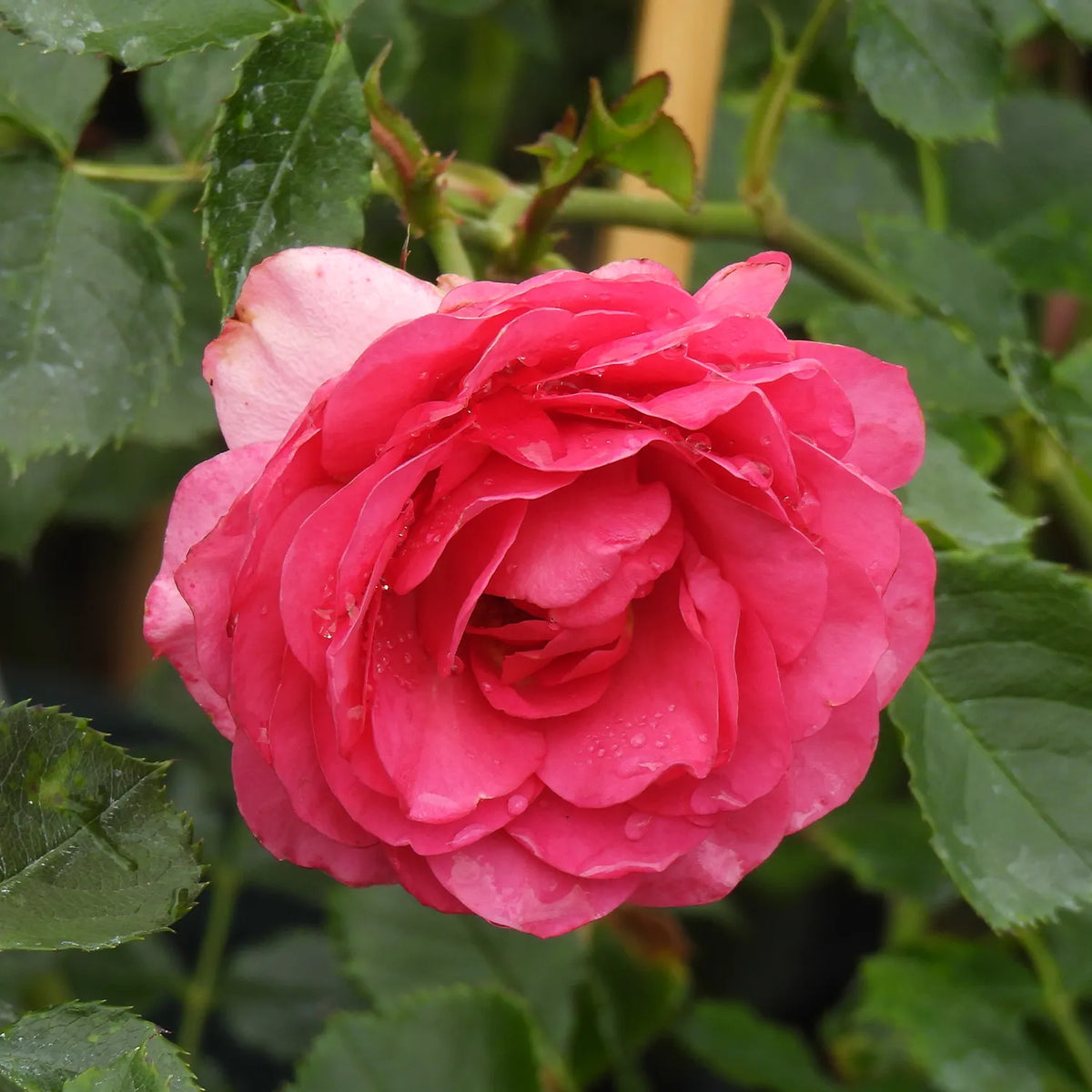 Close-up of a pink rose with green leaves in the background