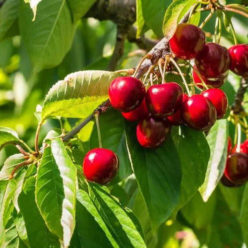 Stella Cherries  on the tree