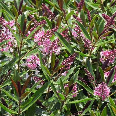Close-up of strawberries and cream hebe  plant with pink flowers and green leaves