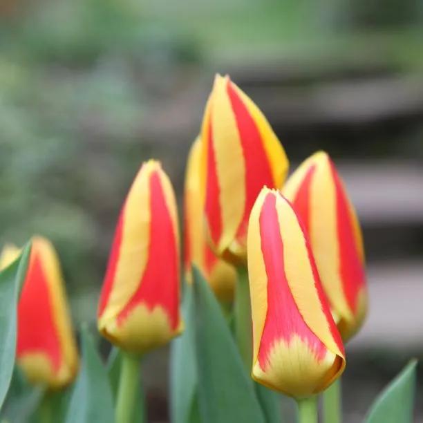 Stresa Tulip Flowers