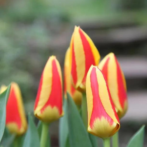 Stresa Tulip Flowers