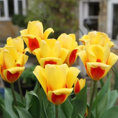 Stresa Tulip Flowers