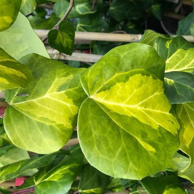 Sulphur Heart Persian Ivy Leaves