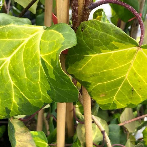 Sulphur Heart Persian Ivy Leaves