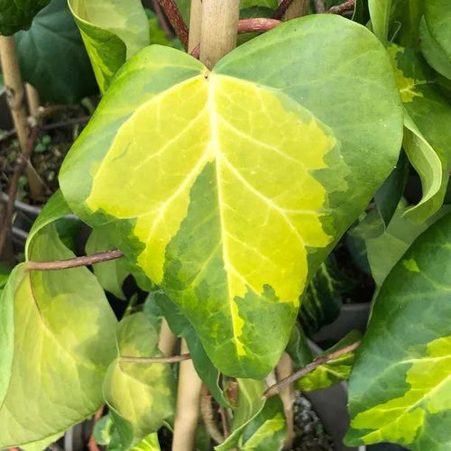 Sulphur Heart Persian Ivy Leaves