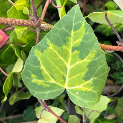 Sulphur Heart Persian Ivy Leaves
