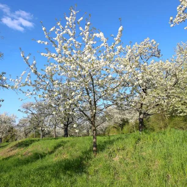 Mature Summer Sun Cherry Tree in flower