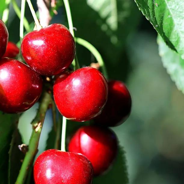Summer Sun Cherries  on the tree