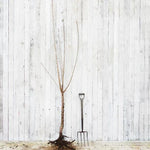 Bareroot Sunburst Cherry Half Standard Tree