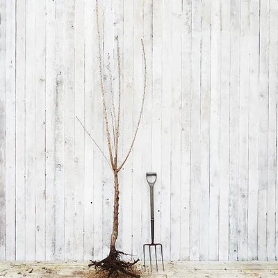 Bareroot Sunburst Cherry Half Standard Tree