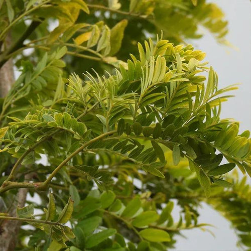 Sunburst Honey Locust Leaves