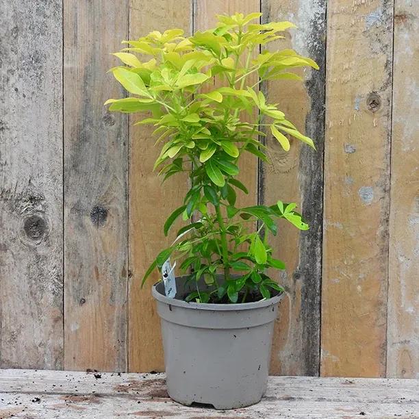 Choisya Sundance Plant