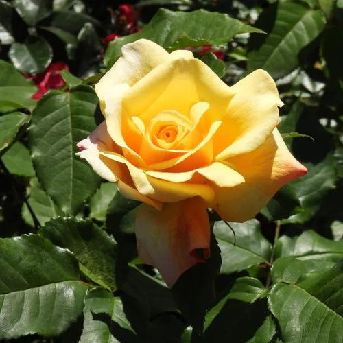 Sunny Sky Hybrid Tea Rose Flowers