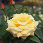 Sunny Sky Hybrid Tea Rose Flowers