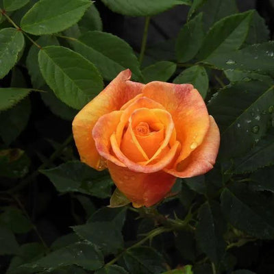 Sunny Sky Hybrid Tea Rose Flowers