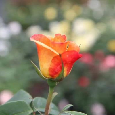 Sunny Sky Hybrid Tea Rose Flowers