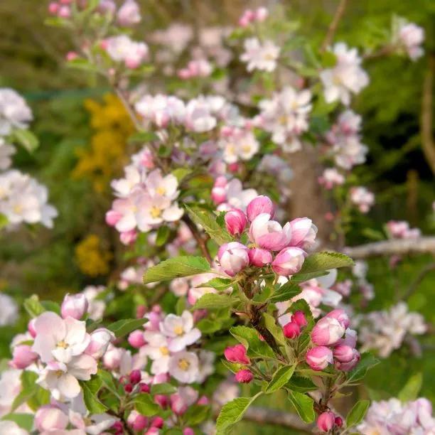 Sunset Apple blossom on the tree