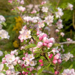 Sunset Apple blossom on the tree
