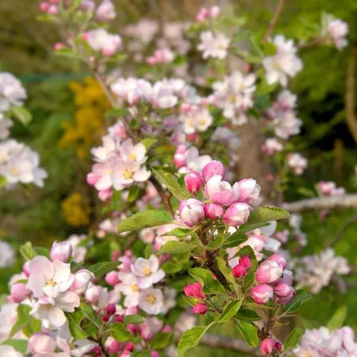 Sunset Apple blossom on the tree