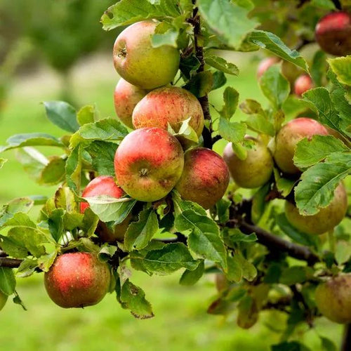 Sunset Apples on the tree