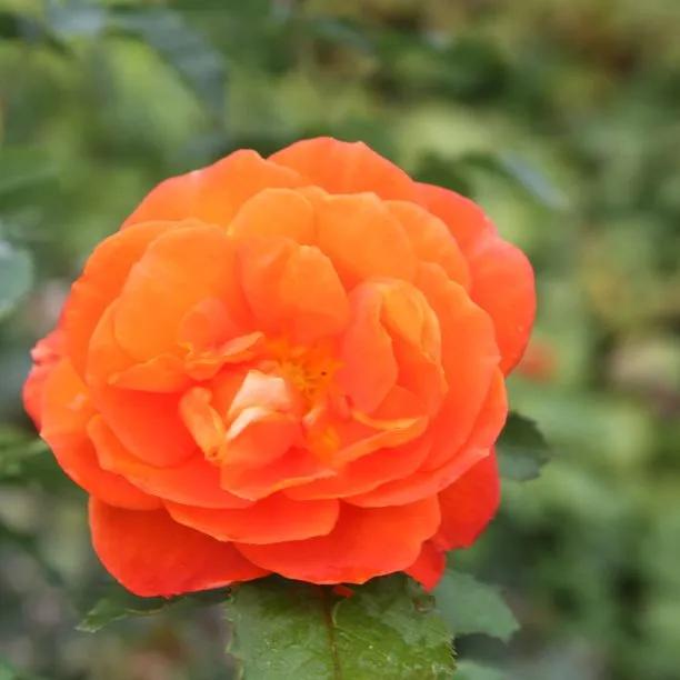 Super Trouper Floribunda Rose Flowers