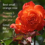 Super Trouper Rose Flowers