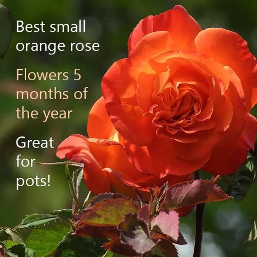 Super Trouper Rose Flowers