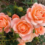 Sweet Dream Rose Flowers