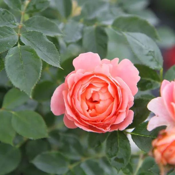 Sweet Dream Rose Flowers