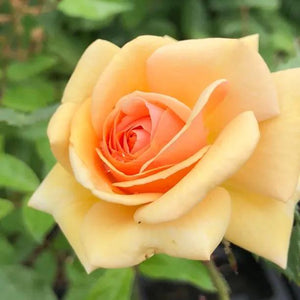 Sweet Honey Floribunda Rose Flowers