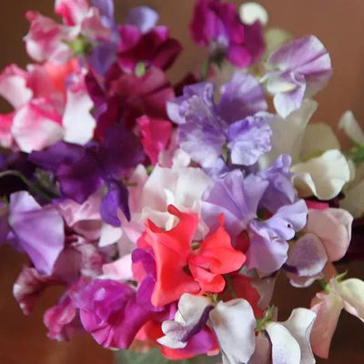 Cottage Garden Sweet Pea Collection Flowers
