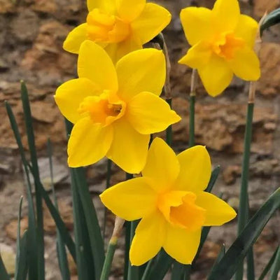 Sweetness Daffodil Flowers