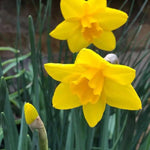 Sweetness Daffodil Flowers