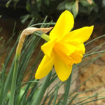 Sweetness Daffodil Flowers