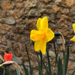 Sweetness Daffodil Flowers