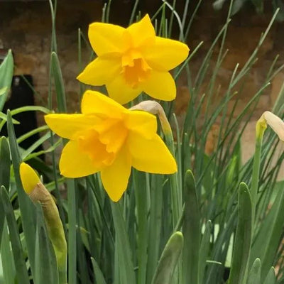 Sweetness Daffodil Flowers